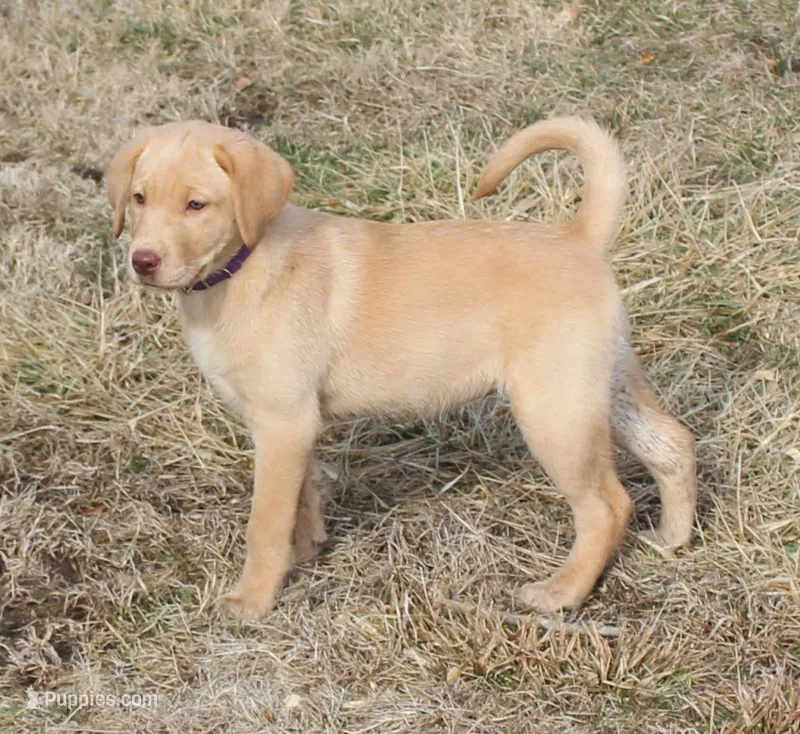 Violet (Purple Collar)