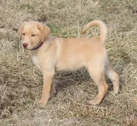 Violet (Purple Collar), a female Labrador Retriever for sale in Tiffin, OH – Photo 1 of 10