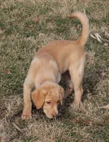 Violet (Purple Collar), a female Labrador Retriever for sale in Tiffin, OH – Photo 2 of 10