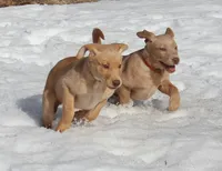 Violet (Purple Collar), a female Labrador Retriever for sale in Tiffin, OH – Photo 5 of 10