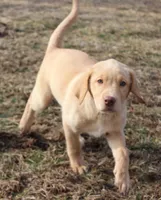 Violet (Purple Collar), a female Labrador Retriever for sale in Tiffin, OH – Photo 3 of 10