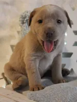 Violet (Purple Collar), a female Labrador Retriever for sale in Tiffin, OH – Photo 10 of 10