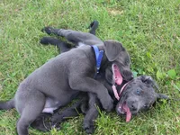 Faith (Pink Collar), a female Labrador Retriever for sale in Tiffin, OH – 9 of 10