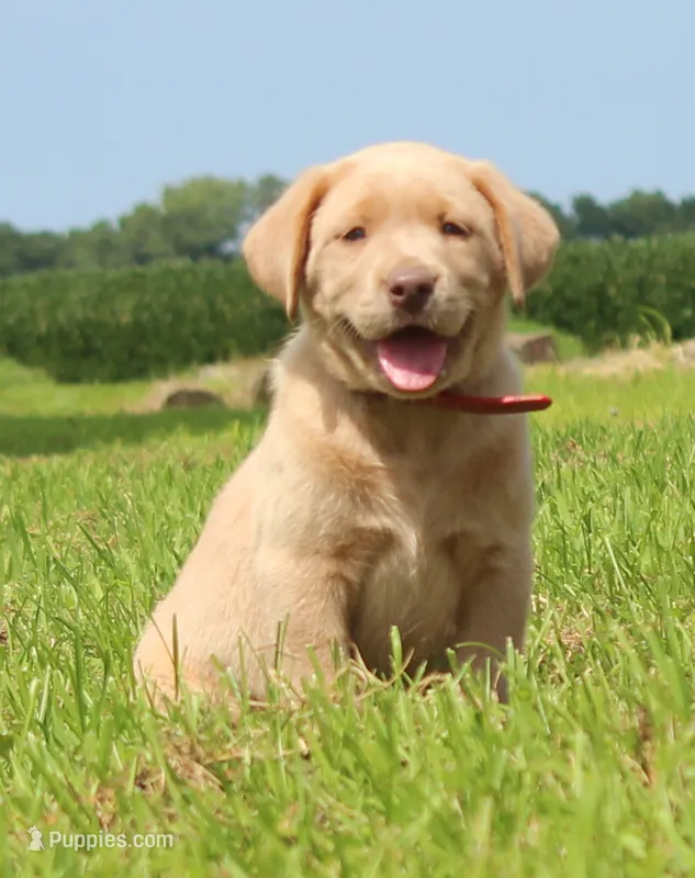 Georgie (Red Collar) – Labrador Retriever puppy for sale in Tiffin, OH