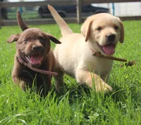 Wren (Tan Collar), a male Labrador Retriever for sale in Tiffin, OH – 2 of 8