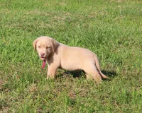 Chloe (Pink Collar), a female Labrador Retriever for sale in Tiffin, OH – 9 of 10