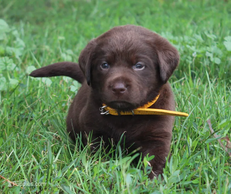 Emerson (Yellow Collar) – Labrador Retriever puppy for sale in Tiffin, OH