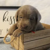Parker (Red Collar), a male Labrador Retriever for sale in Tiffin, OH – 7 of 7