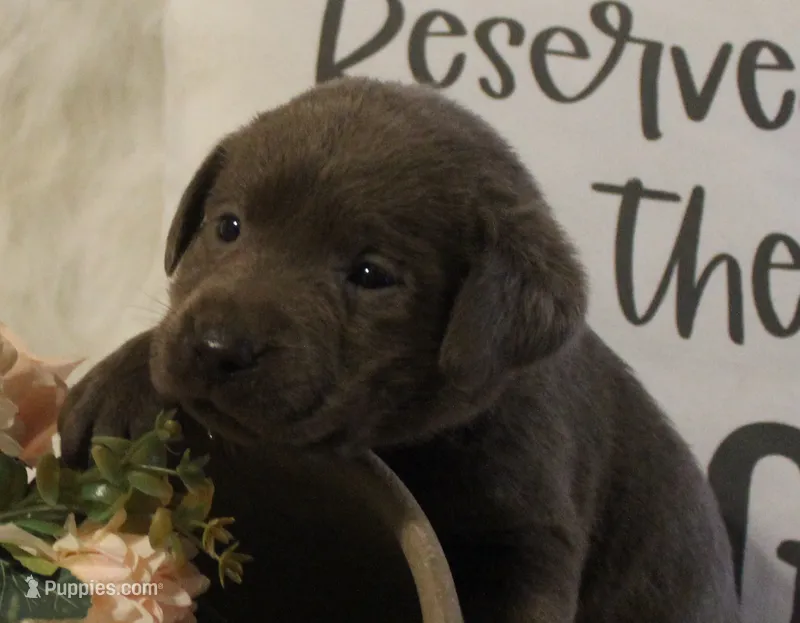 Winnie (Pink Collar) – Labrador Retriever puppy for sale in Tiffin, OH