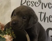 Winnie (Pink Collar), a female Labrador Retriever for sale in Tiffin, OH – 2 of 6