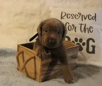 Finn (Blue Collar), a male Labrador Retriever for sale in Tiffin, OH – 6 of 6
