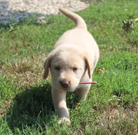 Georgie (Red Collar), a male Labrador Retriever for sale in Tiffin, OH – 5 of 9