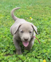 Oliver (Red Collar), a male Labrador Retriever for sale in Tiffin, OH – 8 of 8
