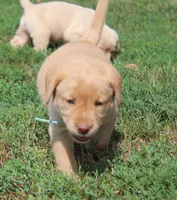 Kennedy (Light Blue), a female Labrador Retriever for sale in Tiffin, OH – 6 of 10