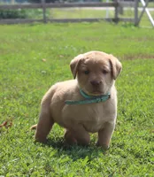 Kennedy (Light Blue), a female Labrador Retriever for sale in Tiffin, OH – 3 of 10