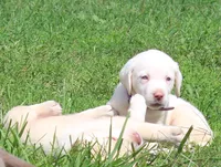 Susie (Purple Collar), a female Labrador Retriever for sale in Tiffin, OH – 3 of 10