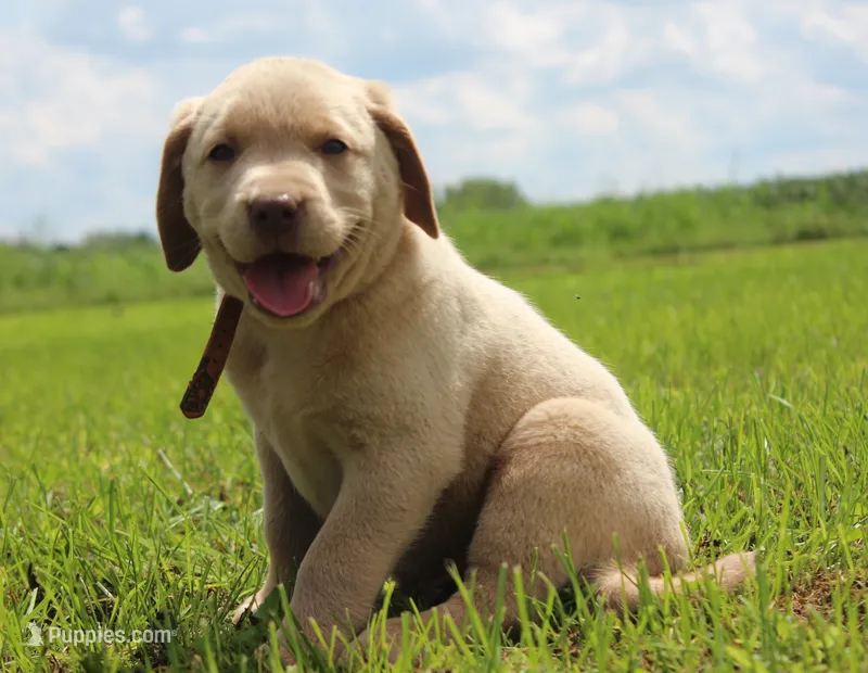 Franklin (Orange Collar) – Labrador Retriever puppy for sale in Tiffin, OH