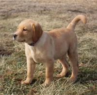 Hope, a female Labrador Retriever for sale in Tiffin, OH – Photo 2 of 8