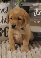 Hope, a female Labrador Retriever for sale in Tiffin, OH – Photo 6 of 8