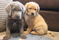 Hope, a female Labrador Retriever for sale in Tiffin, OH – Photo 7 of 8