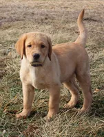 Hope, a female Labrador Retriever for sale in Tiffin, OH – Photo 1 of 8