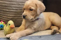 Hope, a female Labrador Retriever for sale in Tiffin, OH – Photo 8 of 8