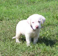 Susie (Purple Collar), a female Labrador Retriever for sale in Tiffin, OH – 1 of 10