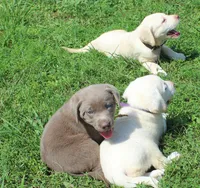 Lily (Yellow Collar), a female Labrador Retriever for sale in Tiffin, OH – 4 of 10