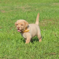 Stella (Yellow Collar), a female Labrador Retriever for sale in Tiffin, OH – 4 of 8
