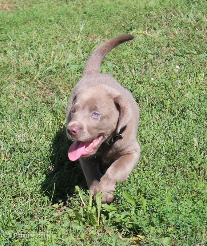 Bruce {Black Collar} – Labrador Retriever puppy for sale in Tiffin, OH