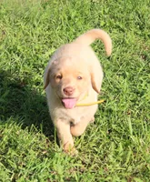 Stella (Yellow Collar), a female Labrador Retriever for sale in Tiffin, OH – 2 of 8