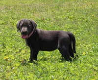 Faith (Pink Collar), a female Labrador Retriever for sale in Tiffin, OH – 3 of 10