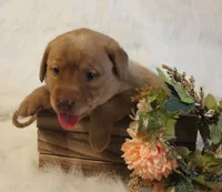 Reagan (Pink Collar), a female Labrador Retriever for sale in Tiffin, OH – 2 of 5