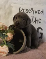 Winnie (Pink Collar), a female Labrador Retriever for sale in Tiffin, OH – 4 of 6