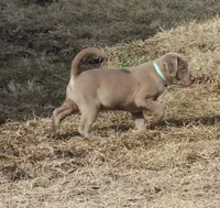 Winnie (Light Blue Collar), a female Labrador Retriever for sale in Tiffin, OH – Photo 5 of 10