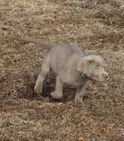 Winnie (Light Blue Collar), a female Labrador Retriever for sale in Tiffin, OH – Photo 2 of 10