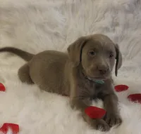 Winnie (Light Blue Collar), a female Labrador Retriever for sale in Tiffin, OH – Photo 7 of 10