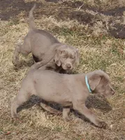 Winnie (Light Blue Collar), a female Labrador Retriever for sale in Tiffin, OH – Photo 4 of 10