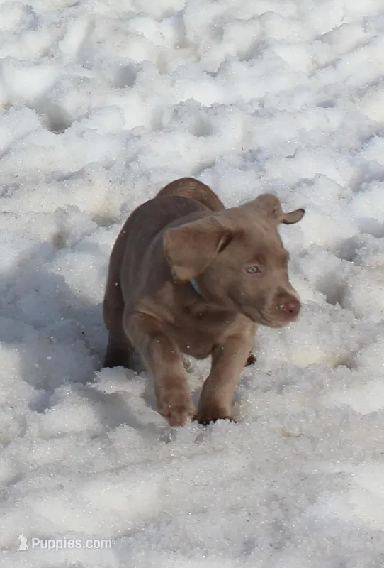 Winnie (Light Blue Collar)