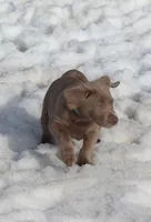 Winnie (Light Blue Collar), a female Labrador Retriever for sale in Tiffin, OH – Photo 1 of 10