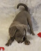 Winnie (Light Blue Collar), a female Labrador Retriever for sale in Tiffin, OH – Photo 8 of 10