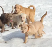 Winnie (Light Blue Collar), a female Labrador Retriever for sale in Tiffin, OH – Photo 10 of 10