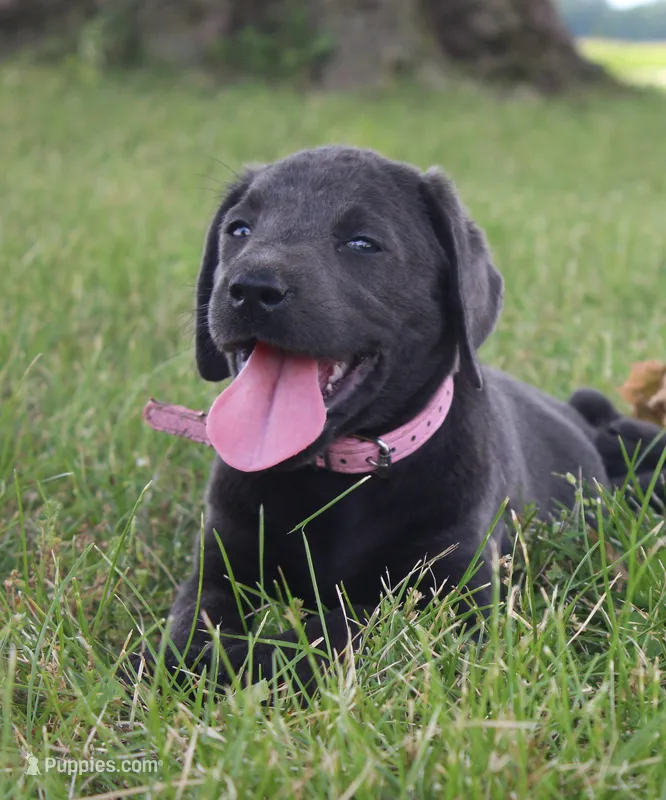 Faith (Pink Collar) – Labrador Retriever puppy for sale in Tiffin, OH