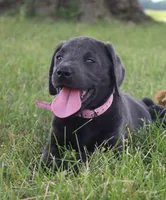 Faith (Pink Collar), a female Labrador Retriever for sale in Tiffin, OH – 1 of 10