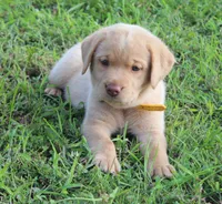 Stella (Yellow Collar), a female Labrador Retriever for sale in Tiffin, OH – 8 of 8