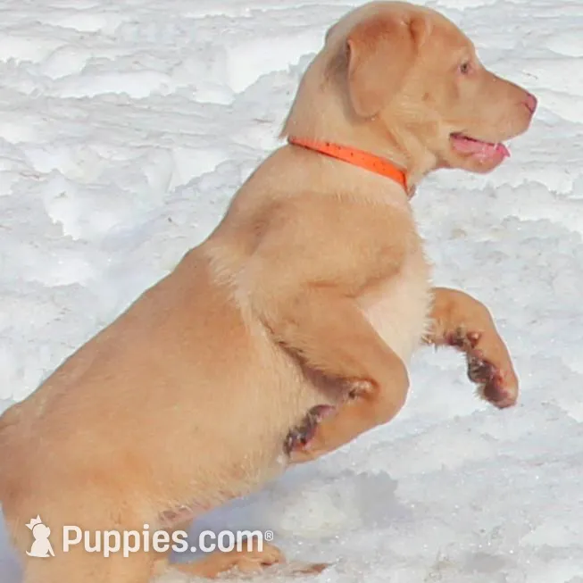 Brittany (Orange Collar), a female Labrador Retriever for sale in Tiffin, OH – Photo 4 of 9