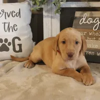 Brittany (Orange Collar), a female Labrador Retriever for sale in Tiffin, OH – Photo 6 of 9
