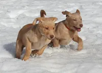 Brittany (Orange Collar), a female Labrador Retriever for sale in Tiffin, OH – Photo 1 of 9