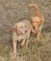 Brittany (Orange Collar), a female Labrador Retriever for sale in Tiffin, OH – Photo 3 of 9