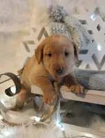 Brittany (Orange Collar), a female Labrador Retriever for sale in Tiffin, OH – Photo 9 of 9